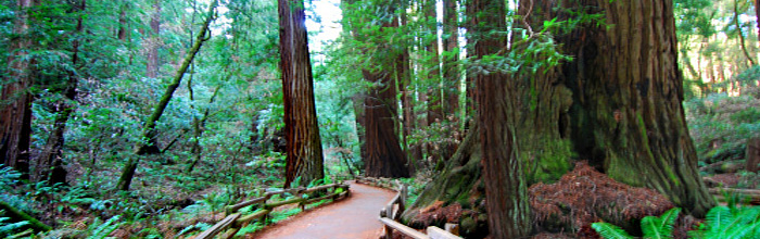 Muir Woods